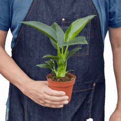 Philodendron ‘Congo Green’ -Garden Leaf Shop 4 Philodendron Congo Green HOLD removebg preview 66b87238 7bf7 4093 8173 65a2e0d697c4