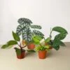 Rare Plant Bundle -Garden Leaf Shop 4 Rare Bundle
