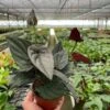 Syngonium ‘Red Arrow’ -Garden Leaf Shop 4 SYNGONIUM RED.ARROW TEMP