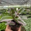 Tradescantia ‘Nanouk’ -Garden Leaf Shop 4 TRADESCANTIA NANOUK TEMP