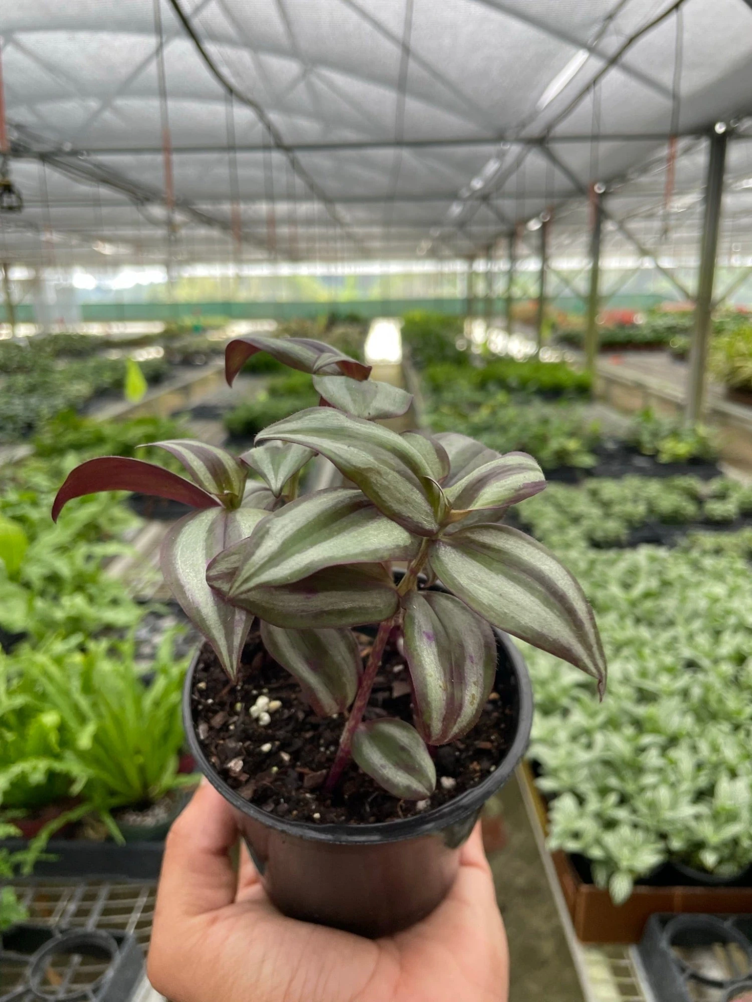 Tradescantia Zebrina ‘Wandering Dude’