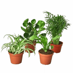 Pet Friendly Variety Bundle