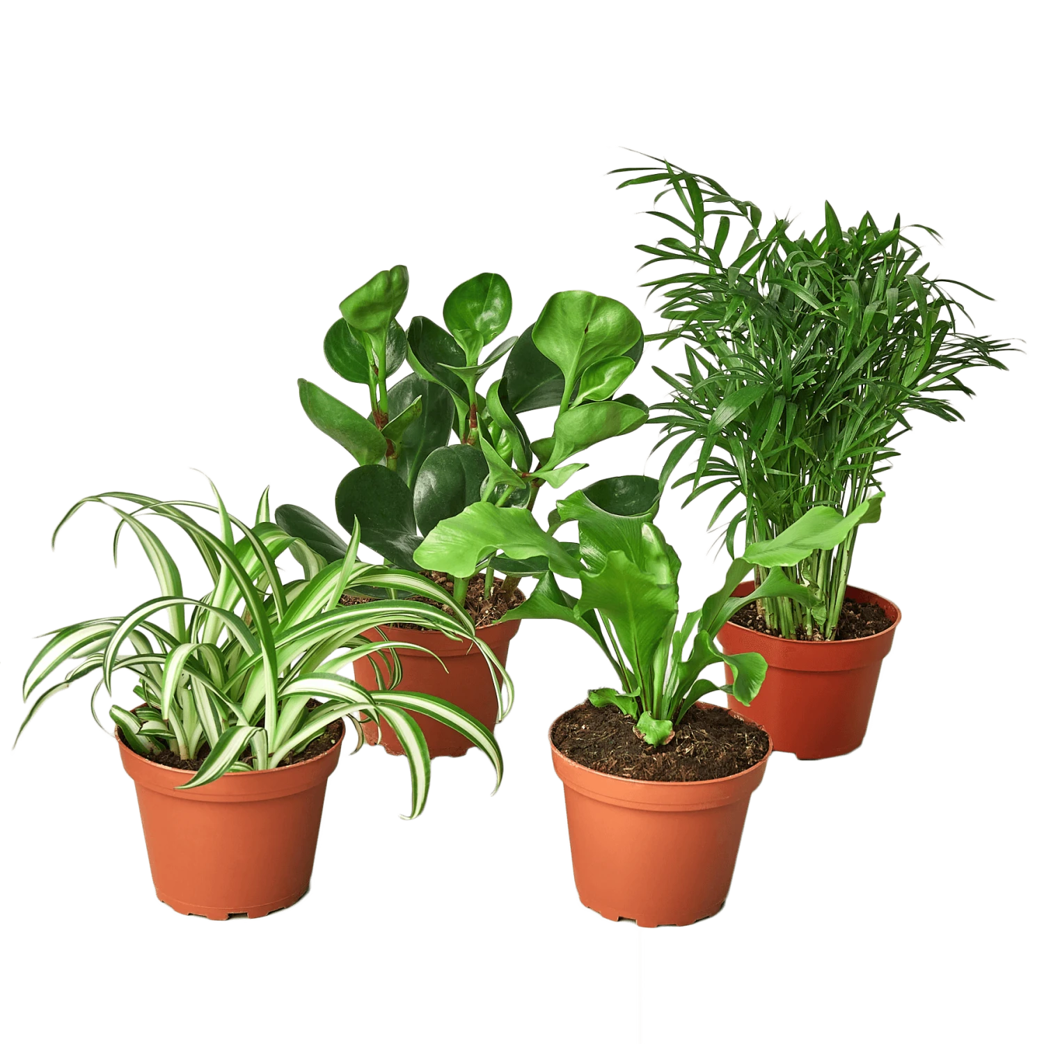 Pet Friendly Variety Bundle 3 Pet Friendly Variety Bundle