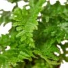 ‘Autumn’ Fern – 6″ Pot – NURSERY POT ONLY 1 ‘Autumn’ Fern – 6″ Pot – NURSERY POT ONLY -Garden Leaf Shop 4c08b134 18da 54ca 859c 066c38f13c7c 6dcbd630 52a5 4b0f a26d d3e4b8771443