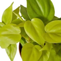 Philodendron ‘Neon’ – 6″ Pot – NURSERY POT ONLY