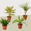 4 Different Dracaenas Variety Pack – Live House Plant – FREE Care Guide – 4″ Pot -Garden Leaf Shop 4dracaenavarietypack 01 scaled 1