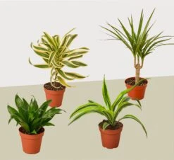 4 Different Dracaenas Variety Pack – Live House Plant – FREE Care Guide – 4″ Pot