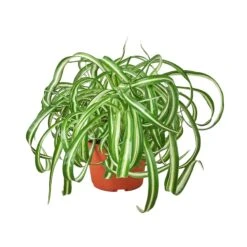 Spider Plant ‘Bonnie’ 5 Spider Plant ‘Bonnie’ -Garden Leaf Shop 4eb9fd79 c36f 5a7f a6a3 d146c3f0a9cf ea8bde52 eaf1 4a62 8cad 8c1004a8ff22