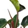 Philodendron ‘Congo Rojo’ – 6″ Pot – NURSERY POT ONLY -Garden Leaf Shop 52887c05 64ed 5856 a092 6ecba47ad8a1 7e9bd515 4eb3 4760 86b7 f0ddf65cc666