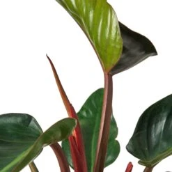 Philodendron ‘Congo Rojo’ – 6″ Pot – NURSERY POT ONLY