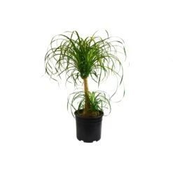 Palm Ponytail -Garden Leaf Shop 54d2fc0a c3d8 52bc 8051 c5d8dbb19742 7c412fca b5bb 44b7 91f1 b8c3eaa5a3ec scaled 1