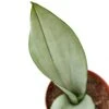 Snake Plant Moonshine – 4″ Pot – NURSERY POT ONLY -Garden Leaf Shop 55c06a3f 3379 57f9 9492 70e1b5f9a830 9ee7256e a27d 4b0b a8d3 a6de67de0333