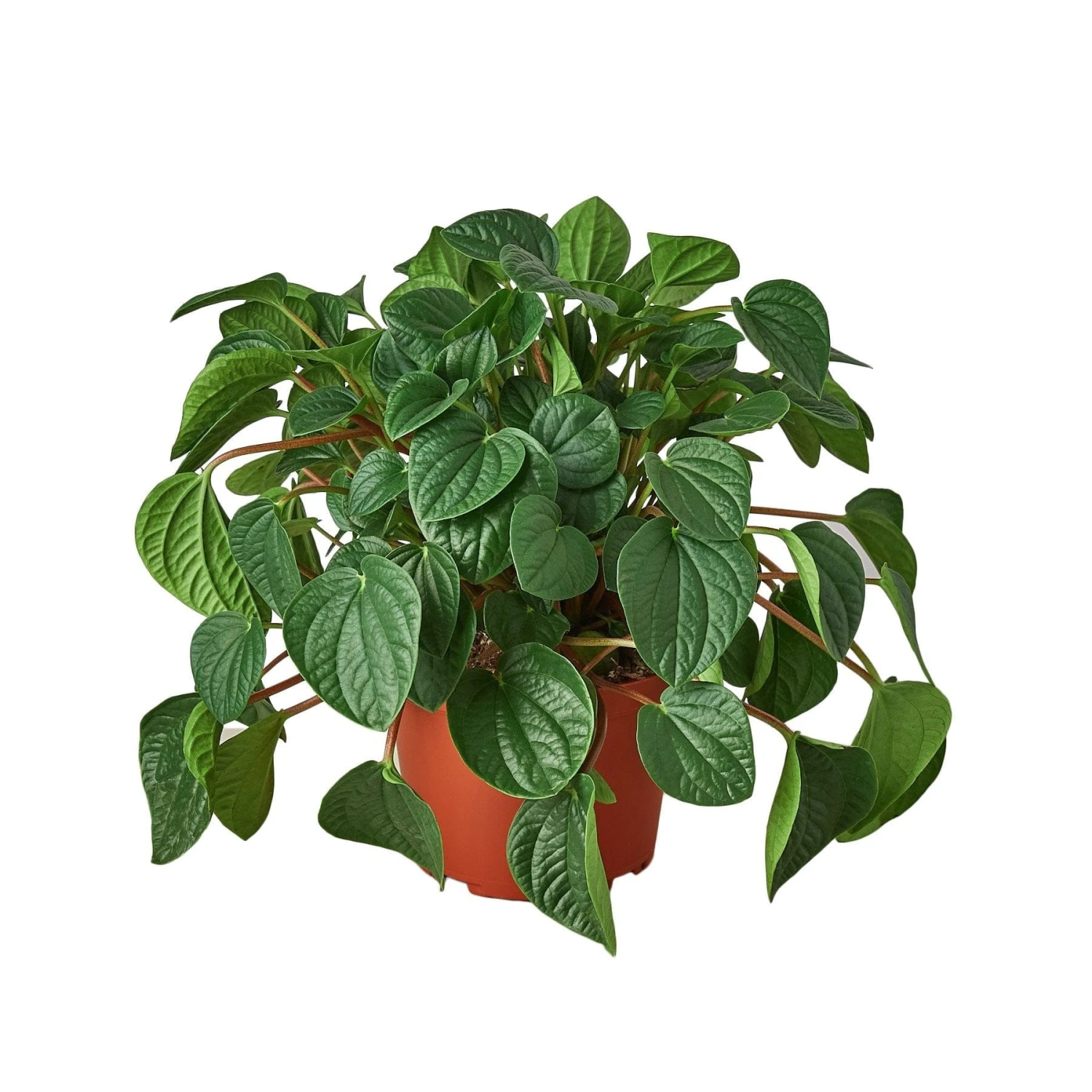 Peperomia ‘Rana Verde’ – 4″ Pot – NURSERY POT ONLY 4 Peperomia ‘Rana Verde’ – 4″ Pot – NURSERY POT ONLY - Image 2