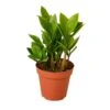 Zamioculcas Zamiifolia ZZ – 4″ Pot –NURSERY POT ONLY 2 Zamioculcas Zamiifolia ZZ – 4″ Pot –NURSERY POT ONLY -Garden Leaf Shop 57b5b271 43ab 595b 97de 8f89f97195a0 fd9e7be1 d0c5 4e63 9f50 795dc6860ab0
