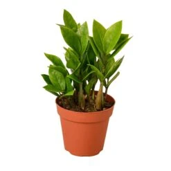Zamioculcas Zamiifolia ZZ – 4″ Pot –NURSERY POT ONLY