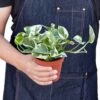 Pothos ‘N’joy’ -Garden Leaf Shop 58ae63b5 981d 5829 8e6f 0f7cd69f5c10