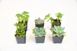 2″ Succulent Variety Packs -Garden Leaf Shop 59270499 9b41 57a6 911b de85f75ddc9a 4f4f0e23 73a6 49c3 b903 13a62ec390cf scaled 1