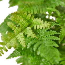 ‘Autumn’ Fern