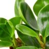 Peperomia Thailand -Garden Leaf Shop 5bf22c43 e48b 5d8a bc5e a68820d44961