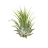 Tillandsia Air Plant Ionantha – 5 Pack -Garden Leaf Shop 5c68c6fd 4bb3 5b87 a61a 865d9aba373b f7e223c3 8310 47d7 9403 20feeb287ea2 scaled 1