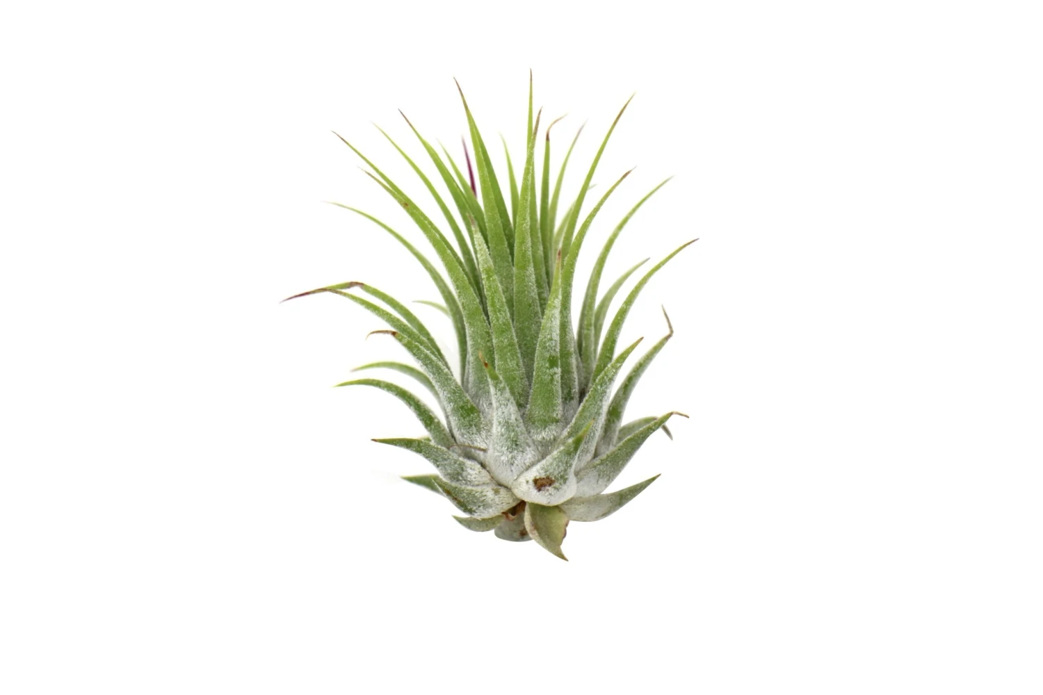 Tillandsia Air Plant Ionantha – 5 Pack