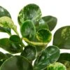 Peperomia ‘Marble’ -Garden Leaf Shop 5c764a4a 6616 5c52 9ca9 2b4c088207ad