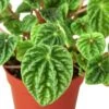 Peperomia ‘Ripple’ – 4″ Pot – NURSERY POT ONLY -Garden Leaf Shop 5c7bb348 bb91 57ec bcb2 c94855be59e2 dc08ac89 4e48 45d9 9129 63eb194b64c4