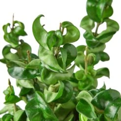 Hoya Rope Plant -Garden Leaf Shop 5ff17465 edfa 5da7 b398 4b6988c8d8a4 6ffb4a70 d302 4364 ae68 aa4b8f864e12