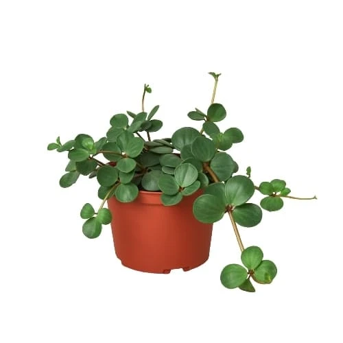 Peperomia ‘Hope’ – 4″ Pot 3 Peperomia ‘Hope’ – 4″ Pot
