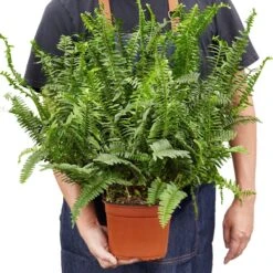 Jester’s Crown Fern – 6″ – NURSERY POT ONLY -Garden Leaf Shop 60b480ac 28ac 5c3f 8017 004f3365c453 ba60b04a 756b 4718 bc82 d3f78531dd59