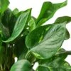 Pothos ‘Golden’ – 6″ Pot – NURSERY POT ONLY -Garden Leaf Shop 61aa0b49 affb 5f66 94cd a519ccb39e77 aa9c7c5b 3fd0 483c b575 27f02ecebb16
