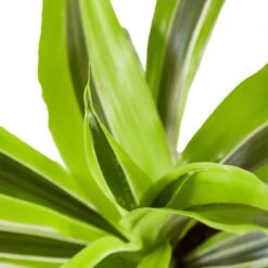 Dracaena Deremensis ‘Lemon Surprise’