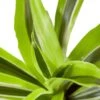 Dracaena Deremensis ‘Lemon Surprise’ – 4″ Pot – NURSERY POT ONLY