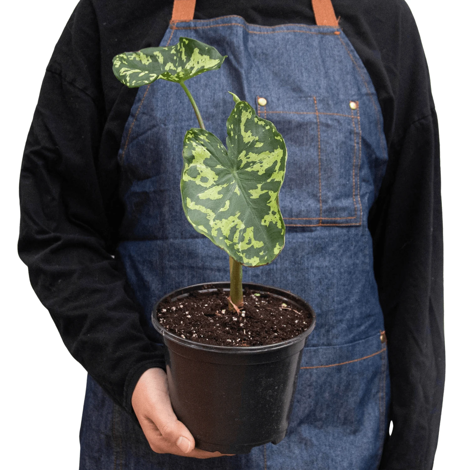 Alocasia ‘Hilo Beauty’ 4 Alocasia ‘Hilo Beauty’ - Image 2