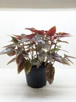 Begonia ‘Corallina’