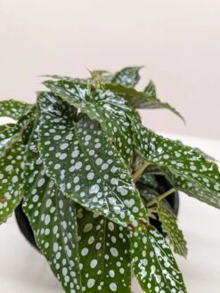 Begonia ‘White Ice’