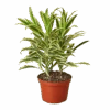 Dracaena ‘Song Of India’ – 6″ Pot – NURSERY POT ONLY