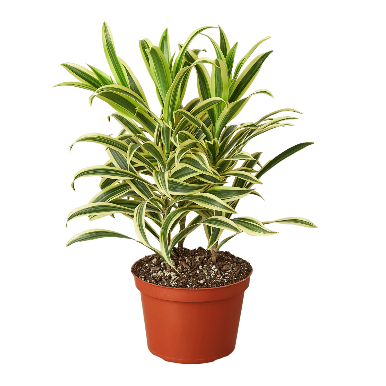 Dracaena ‘Song Of India’ – 6″ Pot – NURSERY POT ONLY 3 Dracaena ‘Song Of India’ – 6″ Pot – NURSERY POT ONLY