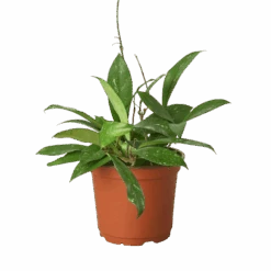 Hoya ‘Publicalyx’ -Garden Leaf Shop 6 HOYA PUBLICALYX 1 removebg preview