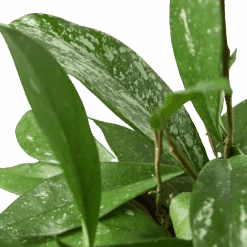 Hoya ‘Publicalyx’ -Garden Leaf Shop 6 HOYA PUBLICALYX 2 removebg preview