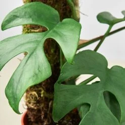 Philodendron Mini Monstera Minima -Garden Leaf Shop 6 Monstera Minima moss backer DETAIL