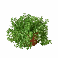 Nettle ‘Baby’s Tear’ -Garden Leaf Shop 6 NETTLE BABY.TEAR 1