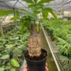 Money Tree ‘Guiana Chestnut’ Pachira Stump -Garden Leaf Shop 6 PACHIRA STUMP TEMP scaled 1