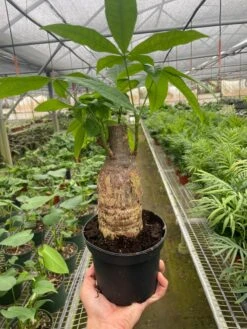 Money Tree ‘Guiana Chestnut’ Pachira Stump