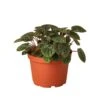 Peperomia ‘Ripple Red’ – 6″ Pot – NURSERY POT ONLY 1 Peperomia ‘Ripple Red’ – 6″ Pot – NURSERY POT ONLY -Garden Leaf Shop 6 PEPEROMIA RIPPLE.RED 1