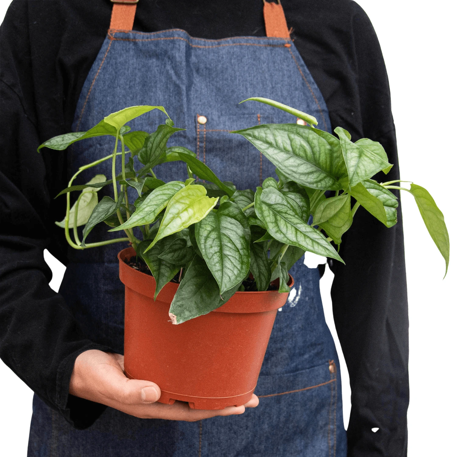 Philodendron ‘Siltepecana’ 4 Philodendron ‘Siltepecana’ - Image 2