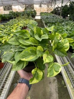Pothos ‘Lemon Meringue’