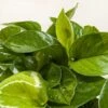 Pothos ‘Lemon Top’ -Garden Leaf Shop 6 POTHOS LEMON TOP 2