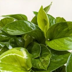 Pothos ‘Lemon Top’