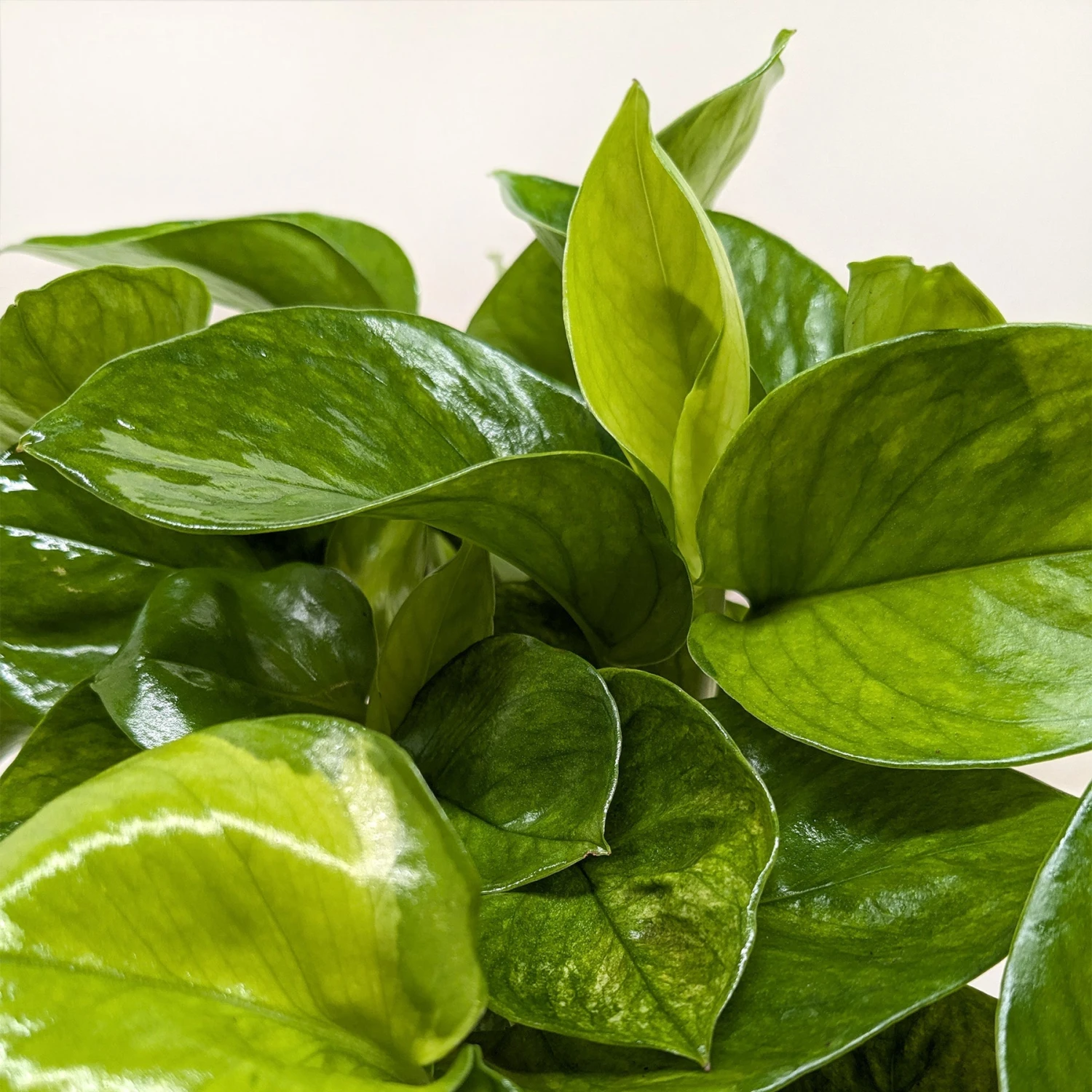 Pothos ‘Lemon Top’ 3 Pothos ‘Lemon Top’